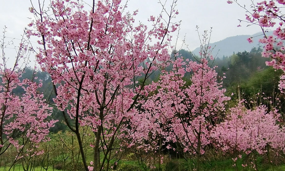 櫻花系列